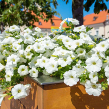 Mixed 4 Types of White Petunia Bonsai Flowers - 200 Seeds - $7.36