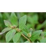 Patikan Kebo - Euphorbia hirta (Dried and Powder) - £20.46 GBP