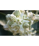 10 Seeds- Rare White Crown Flower- Important to Monarch Butterflies Calotropis - $5.99