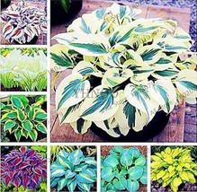 Hosta Mixed 8 Types - $8.99