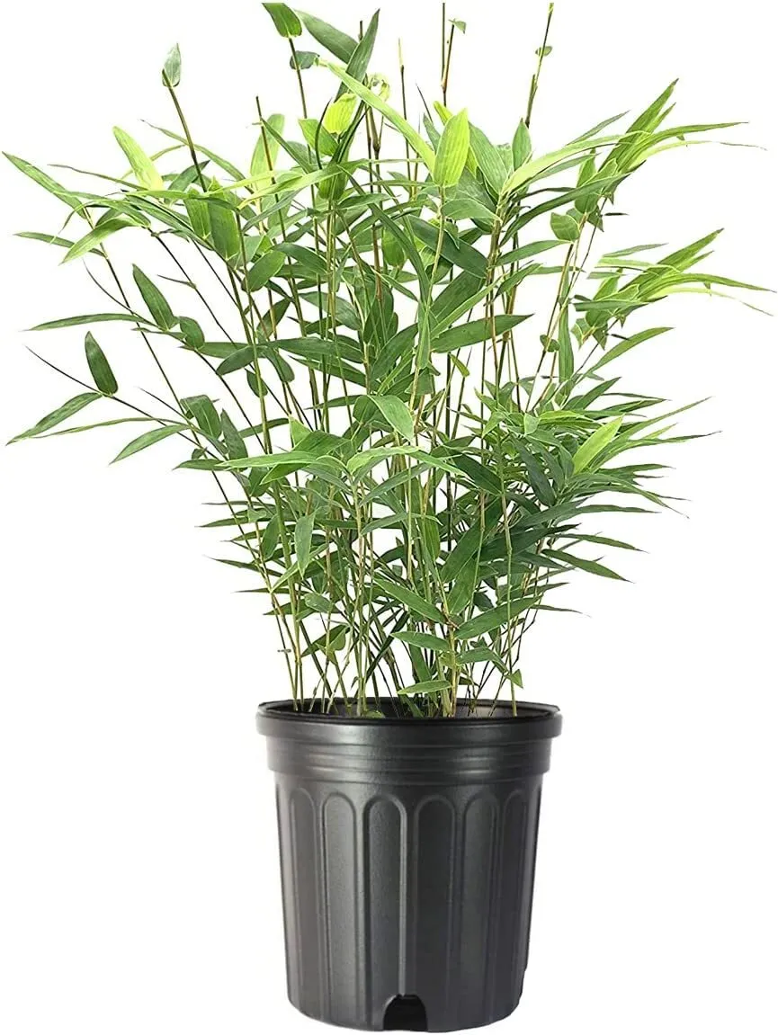 Golden Goddess Hedge Bamboo Plant 6nch Pots Bambusa Multiplex Clumping - $69.33