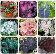 50 Seeds Japanese Caladium Seeds Mixed 9 Varieties Of Plants Seeds Garden USA Se - £8.58 GBP