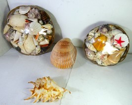 Greece Collection 4 Natural Sea Shells Xmas Decor ,Aquarium ,Beautiful ,New - £335.78 GBP
