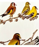 Goldfinch And Grosbeak Finch 1936 Bird Art Lithograph Color Plate Print ... - $42.12 CAD