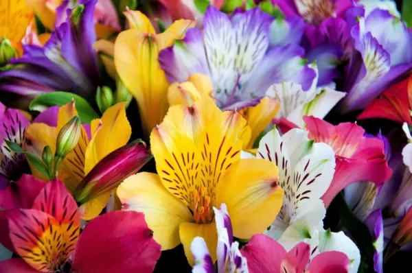 10 Peruvian Lily Mix Alstroemeria Ligtu Myers Hybrids Mixed Colors Flower Seeds  - £11.03 GBP