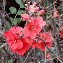 Chaenomeles Speciosa &quot;Spitfire&quot; (Red Flowering Quince) Plant - £25.43 GBP