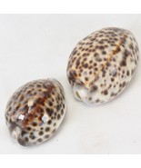 Cyprea Tigris Large Sea Shell Dark Brown Spots With Line  85mm and 72mm - $21.49 CAD