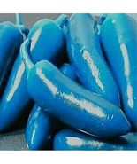 Blue Turquoise Chili Pepper, 20 seeds  - $10.29