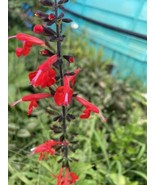 Red Salvia Attract Butterflies 15” Tall Starter Plant - £5.41 GBP