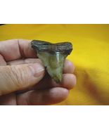 (S260-9) 2-1/4" wicked Fossil MEGALODON Shark Tooth Teeth love sharks sp... - $53.03