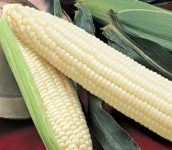 Silver Queen Corn Seed Usa Grown Treated Seed Non Gmo 440-880 Seeds Garden - £24.11 GBP