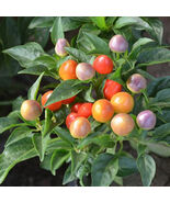 Pearl Multicolor Pepper Seeds Dwarf Chili with Rainbow Color Changing Fr... - $149.89 MXN