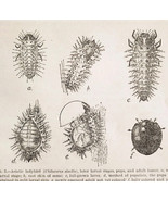 1903 Asiatic Ladybird Insect Wood Engraving Agriculture Farming Larval S... - $27.43 CAD