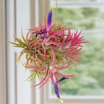 15 Seeds Tillandsia Ionantha Air Plant Flowers Fast US Shipping - $9.50