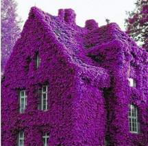 100Pcs Perfume Rainbow Climbing Plants Coulourful Rock Cress Flower Seed... - $120.31 MXN