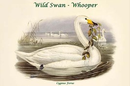Cygnus Ferus - Wild Swan - Whooper 20 x 30 Poster - £20.42 GBP