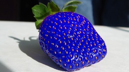 Organic Blue Strawberries Seeds for Garden Fresh Fruit Seeds Healthy 50 ... - £5.58 GBP