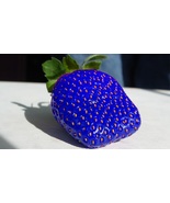Organic Blue Strawberries Seeds for Garden Fresh Fruit Seeds Healthy 50 SEEDS - £5.48 GBP
