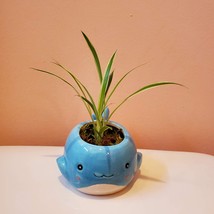 Blue Whale Planter with Live Spider Plant, Houseplant in Ceramic Plant Pot image 2