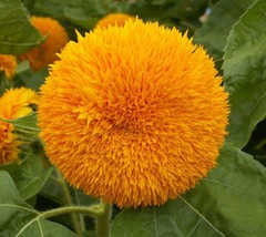 Sunflower - Dwarf Sungold, 50 Seeds Per Packet From USA - £7.12 GBP