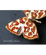 Rare Great Goldmark  Anteros Kupris Real Butterfly Framed Entomology Sha... - $158.00