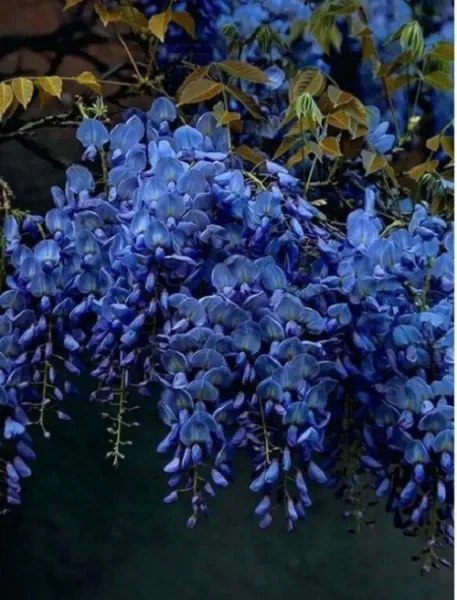 Fresh 5 Dark Blue Chinese Wisteria Seeds Vine Climbing Flower Perennial Rar - $9.78