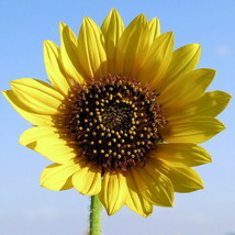 20 Seeds Wild Sunflower Helianthus Annuus  - £15.78 GBP