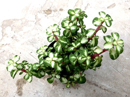 Live Plant Portulacaria &#39;Kaleidoscope&#39; Indoor &amp; Outdoor Plant, Cacti &amp; Succulent - $35.94