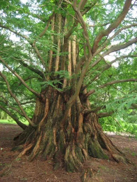 Lebanon Cedar (Cedrus Libani) 5 Seeds Fresh Garden Beautiful - £7.04 GBP