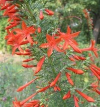 PowerOn 40+ Red Standing Cypress Texas Plume Flower Seeds/Disease &amp; Pest Resista - £5.77 GBP
