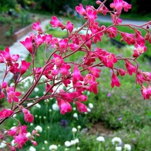 Heuchera Sang. Coral Bells 250 Seeds Ground Cover Bulk Seeds Shade/Drought Toler - $7.68