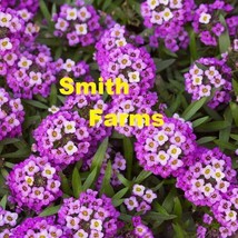 25 Seeds Purple Alyssum Flowers Plants Planting Beautiful Garden Fresh USA Garde - $12.49