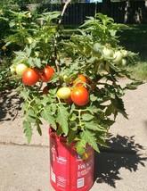 US Seller Tiny Tim Micro Dwarf Tomato 25 Seeds Perfect For Containers And Great  - £3.55 GBP