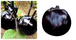 150 Seeds Explore The World Of Black Round Eggplant Seeds International Ship - £15.12 GBP
