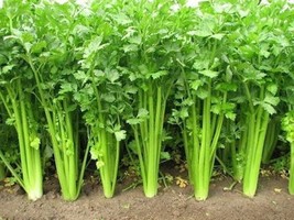 2500 Chinese Celery Seeds Heirloom Usa Seller - $7.99