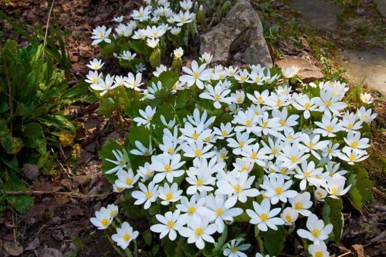 Blood Root - Sanguinaria Canadensis Perennial Bare Root Live Garden Plan... - $29.99