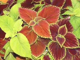 Ship From Us 50,000 Coleus Rainbow Mix Seeds, ZG09 - £72.77 GBP