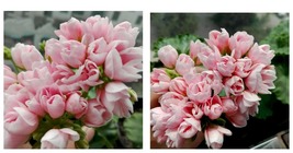 20 seeds Geranium Light Peach Pink Ball Flower Seeds - £15.74 GBP