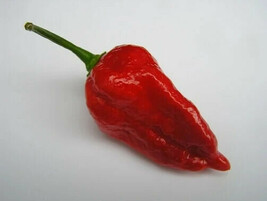 New Fresh 25 Seeds Dorset Naga Pepper Garden Vegetables Planting - $7.00