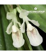 RODRIGUEZIA PULCHRA SMALL ORCHID MOUNTED - $33.00