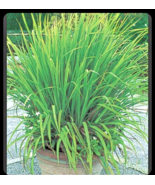 2 Lemongrass Stalks/Plugs - Live Organic Cymbopogon Plant,Rooted Lemon G... - $135.82 CAD