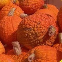 Red Warty Thing Pumpkin Seeds US Seller Fast Shipping - £6.14 GBP