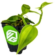 Best Variegated Vanilla Bean Orchid / Vanilla planifolia variegata / Live Plant - £31.89 GBP