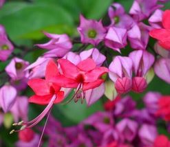 LIVE PLANT Clerodendrum~Dicentra spectabilis~Purple Bleeding Heart 5 inches tall - £13.55 GBP