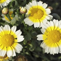 Chrysanthemum Coronarium Garland Daisy Seed Fresh Seeds - £9.48 GBP