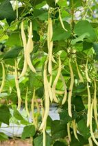 Fresh 50 &#39; SLENDERWAX &#39; WAX BEAN Golden Yellow Bush Phaseolus Vulgaris S... - $3.50