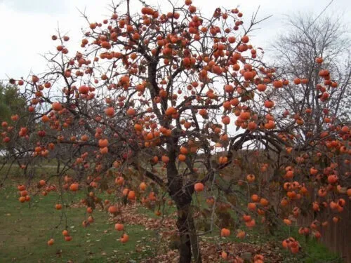 New Fresh Common Persimmon Diospyros Virginiana 10 Floated Seed - $11.50