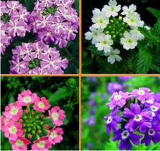 Verbena Flower Flowers Potted Plants Flower bonsais Yi Seed Sowing Seasons Indoo - £6.67 GBP