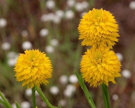 3 Live Bare Root Stalks for Growing - Yellow Milkwort - Organic Polygala rugelii - £19.55 GBP