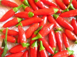 Calabrian Diavolicchio pepper seeds , little devil italian chilli seeds,... - $2.50